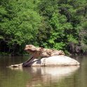 Lizard Log